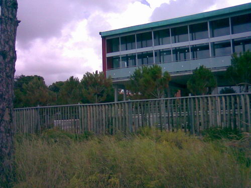 Pins plantats dins del recinte del nou edifici d'oficines de Central Mar (Maig de 2008)